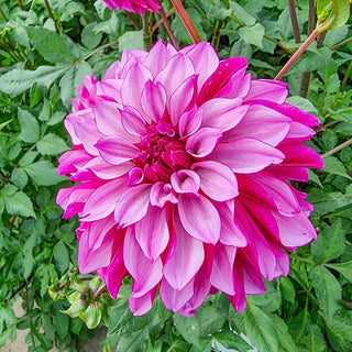 Cranberry Classic Dahlia