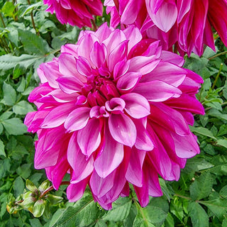 Cranberry Classic Dahlia