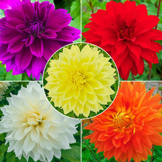 Dutch Dinner Plate Dahlia Collection