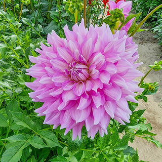 Almands Joy Dahlia