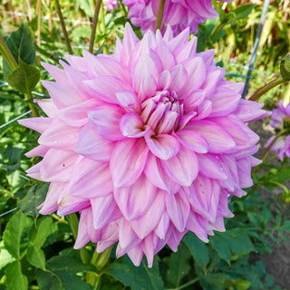 Almands Joy Dahlia