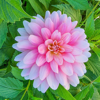 Gerrie Hoek Dahlia