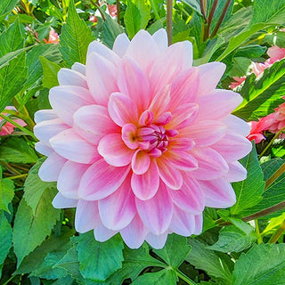 Gerrie Hoek Dahlia