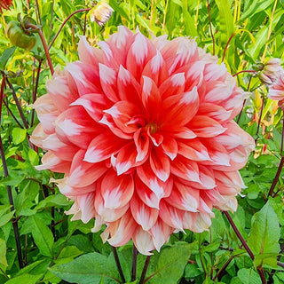 Holland Festival Dahlia