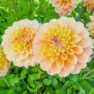 Honey Dew Dahlia