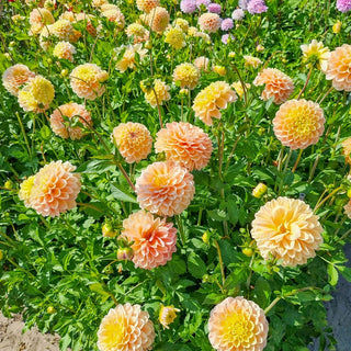 Honey Dew Dahlia