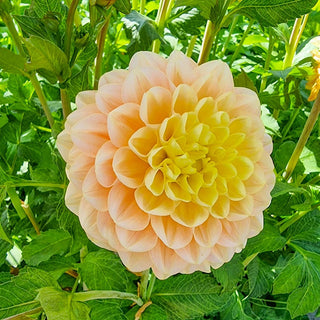 Honey Dew Dahlia