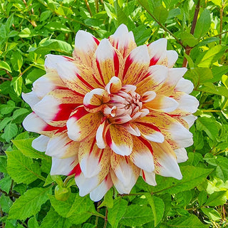 Mats Dahlia