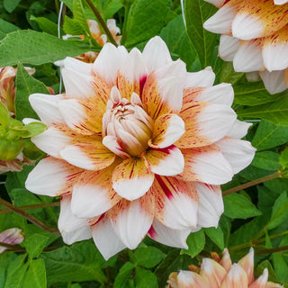 Mats Dahlia