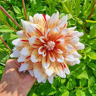 Mats Dahlia