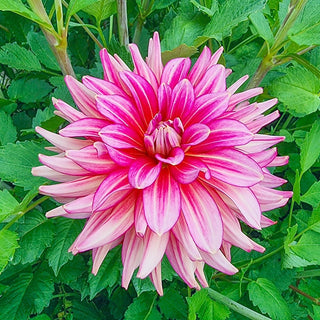 Pinky Swear Dahlia