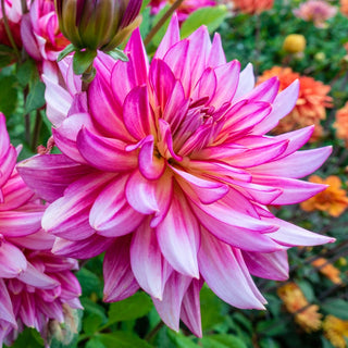 Pinky Swear Dahlia