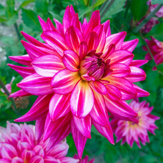 Pinky Swear Dahlia