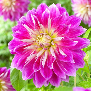 Purple Explosion Dahlia