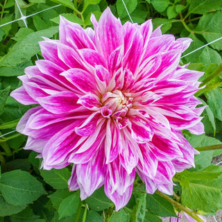 Purple Explosion Dahlia