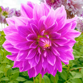 Purple Explosion Dahlia