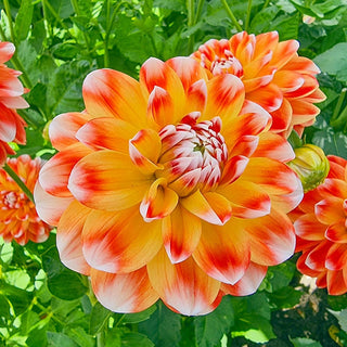 Hapet Harmony Dahlia