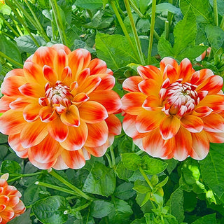 Hapet Harmony Dahlia