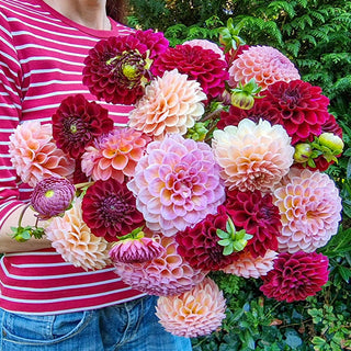 Bubbling Over Dahlia Mixture