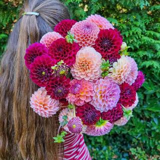 Bubbling Over Dahlia Mixture