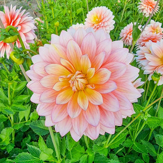 Sheer Heaven Dahlia