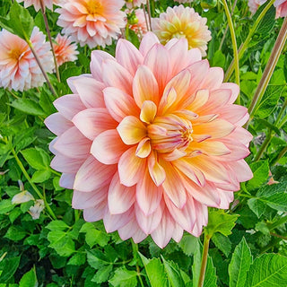 Sheer Heaven Dahlia