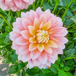 Sheer Heaven Dahlia