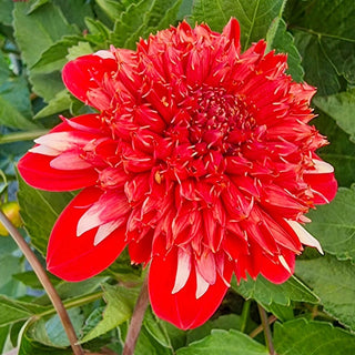 Speech Dahlia