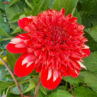 Speech Dahlia