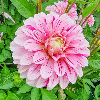 Strawberry Cream Dahlia