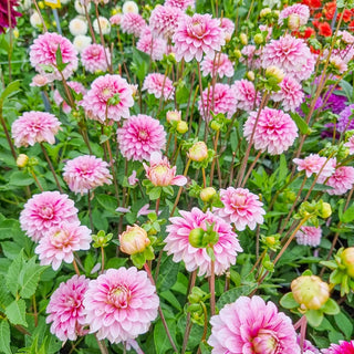 Strawberry Cream Dahlia