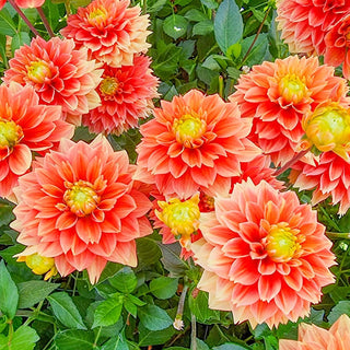 Sunset Tropicana Dahlia