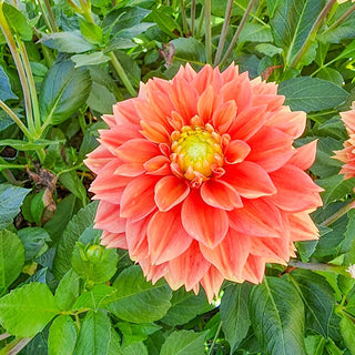 Sunset Tropicana Dahlia