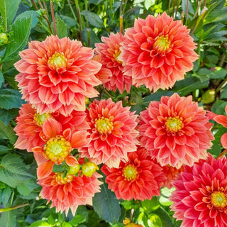 Sunset Tropicana Dahlia