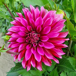 Tanita Dahlia