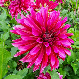 Tanita Dahlia