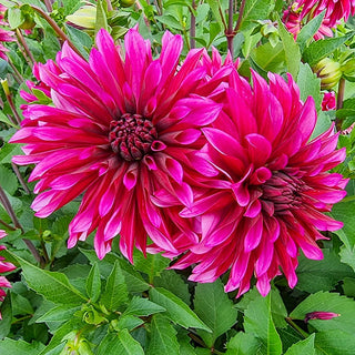 Tanita Dahlia