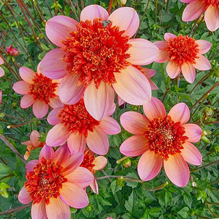 Totally Tangerine Dahlia