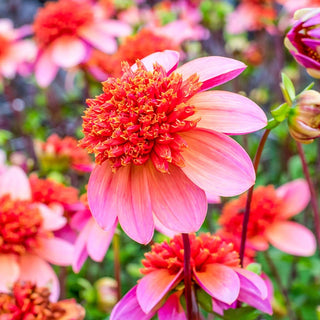 Totally Tangerine Dahlia