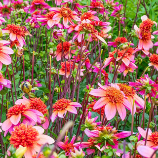 Totally Tangerine Dahlia