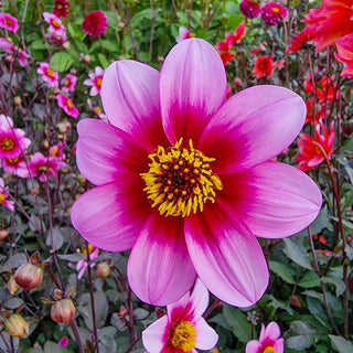 Wishes Dreams Dahlia