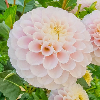 Wizard Of Lightning Dahlia