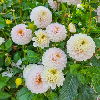 Wizard Of Lightning Dahlia