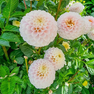 Wizard Of Lightning Dahlia