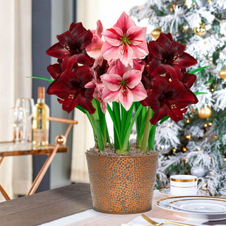 Festival Amaryllis Trio In Dimpled Bronze Tone Pot