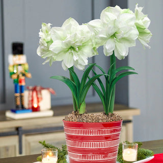 Marilyn Amaryllis Duo In Red Ridged Pot