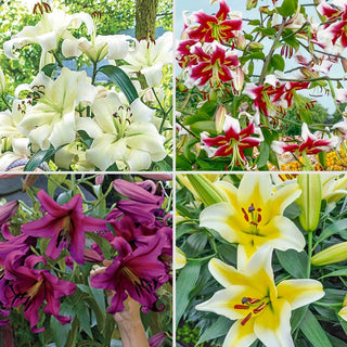 Great Expectations Lily Tree Collection