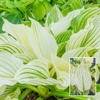 Improved White Feather Hosta Super Sak