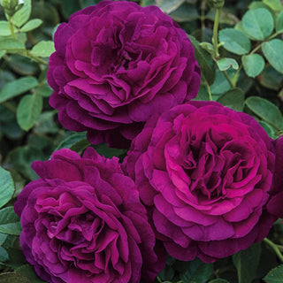 Twilight Zone Grandiflora Rose