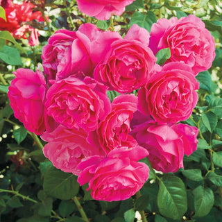 Hybrid Tea Roses